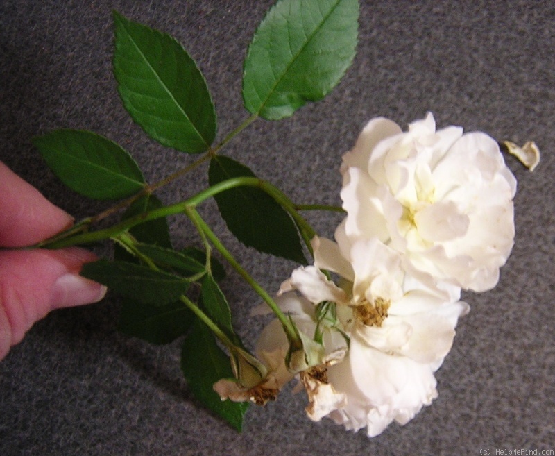 'Gruss an Zabern' rose photo