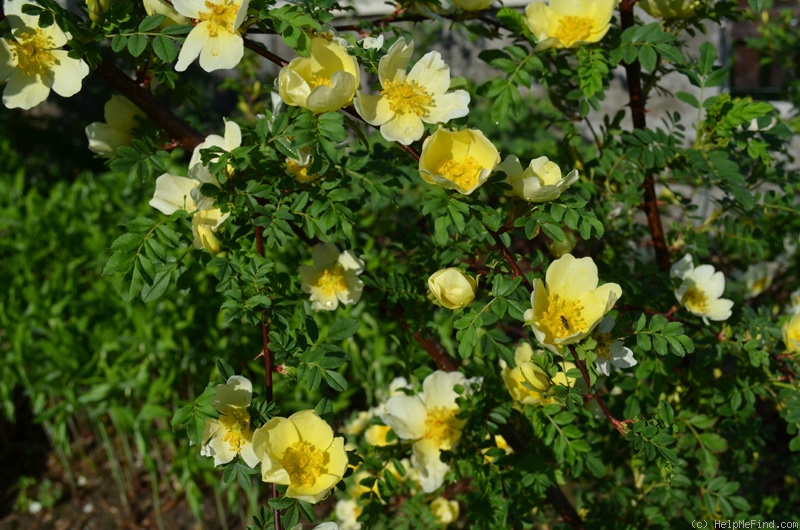 'R. hugonis' rose, click to enlarge 'R. hugonis' rose photo