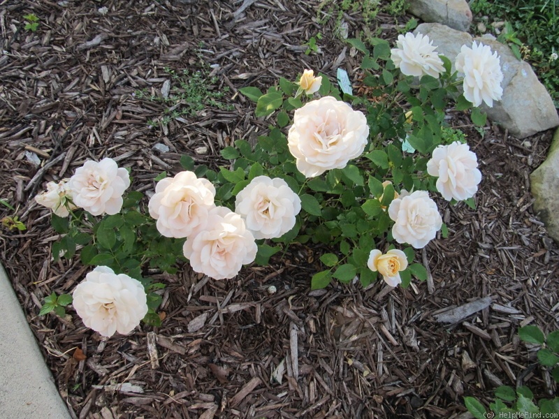 'Lion's Fairy Tale' rose photo