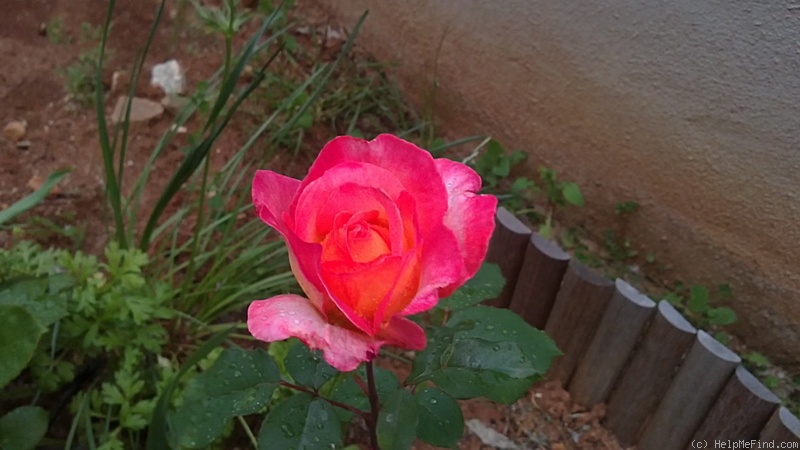 'Barbara (hybrid tea, Paul, 1923)' rose photo