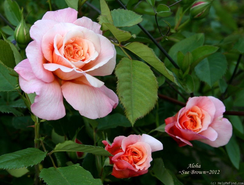 'Aloha ® (climber, LCl, Kordes 2003)' rose, click to enlarge 'Aloha ® (climber, LCl, Kordes 2003)' rose photo