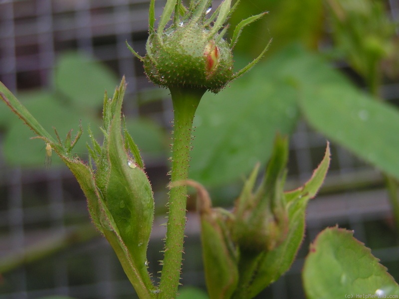 'Erinnerung an Brod' rose photo