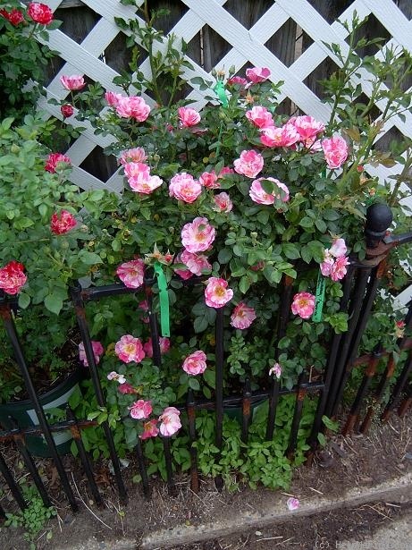 'Strawberry Cream (miniature, Byrnes 2007)' rose photo