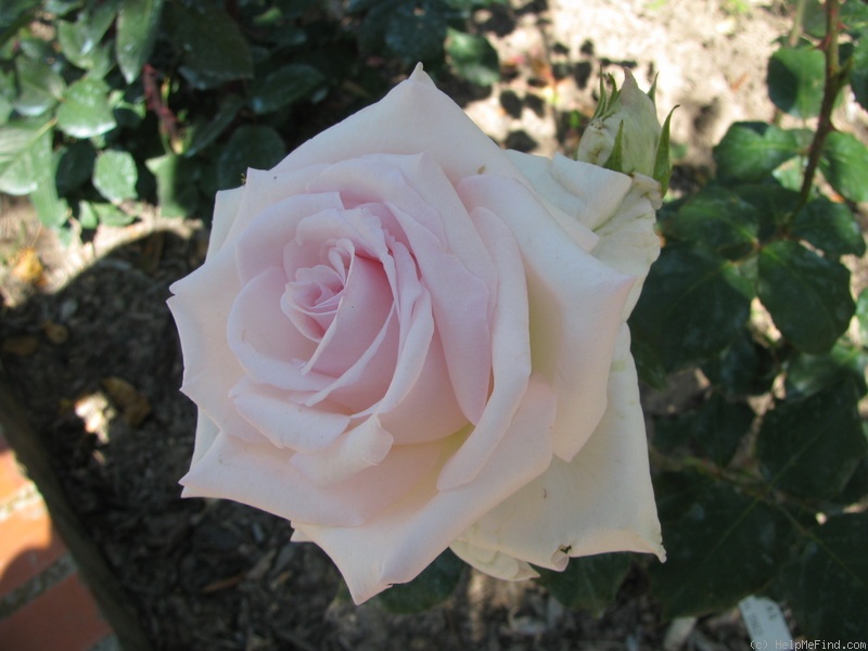 'Puritas' rose photo