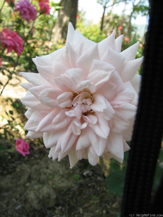 'Epoca (hybrid banksia, Mansuino, 1963)' rose, click to enlarge 'Epoca (hybrid banksia, Mansuino, 1963)' rose photo