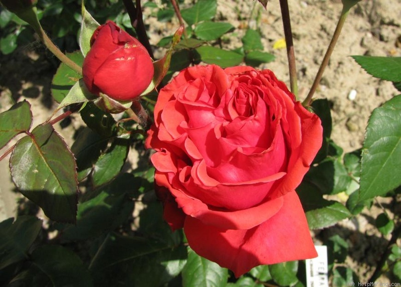 'Fedra (floribunda, Giacomasso, 1959)' rose photo