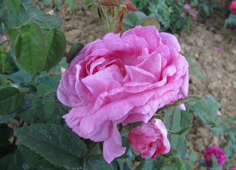 'Parmentier (hybrid perpetual, Guillot, 1860)' rose photo