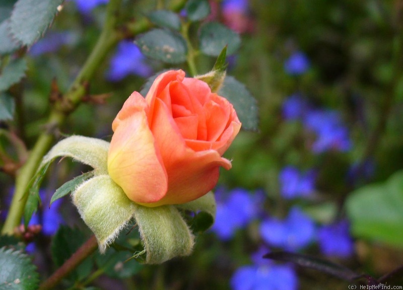 'Hot Tamale' rose photo