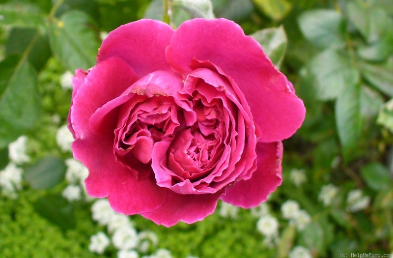 'Yves Piaget ®' rose photo