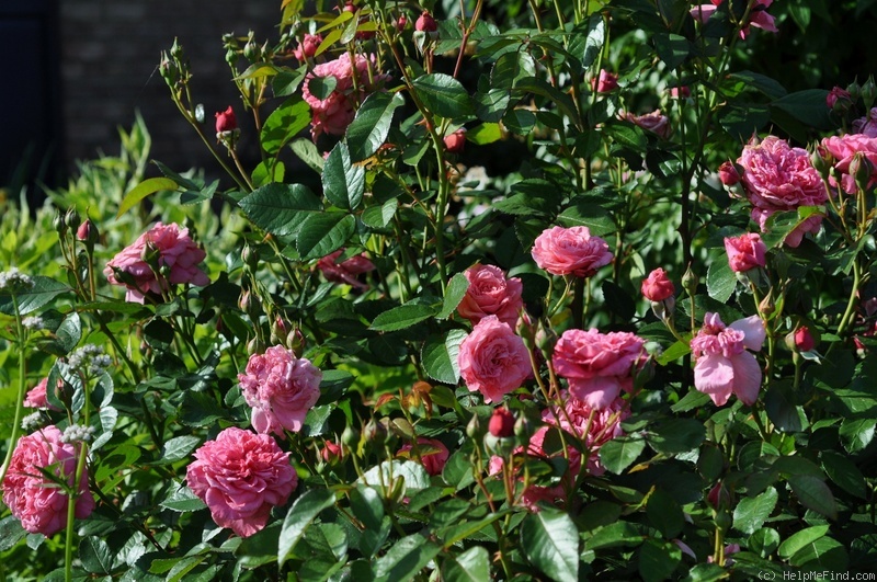 'Zaide ® (shrub, Kordes, 1994)' rose photo