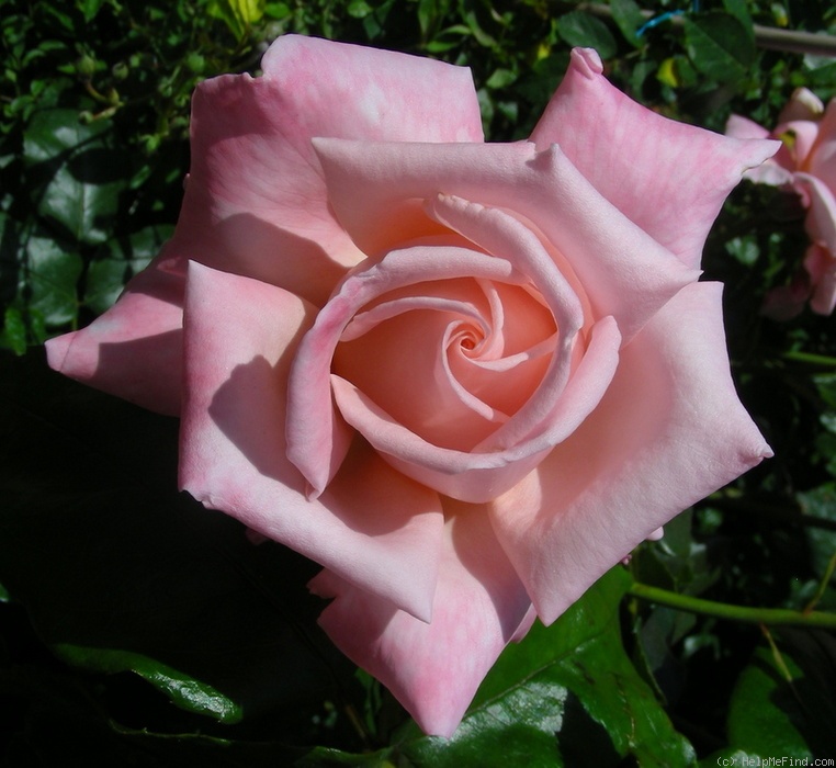 'Emma May' rose photo