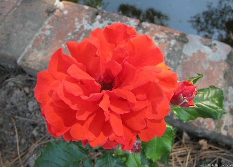 'Tropical' rose photo