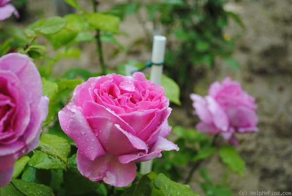 'Dr. O'Donel Browne' rose photo