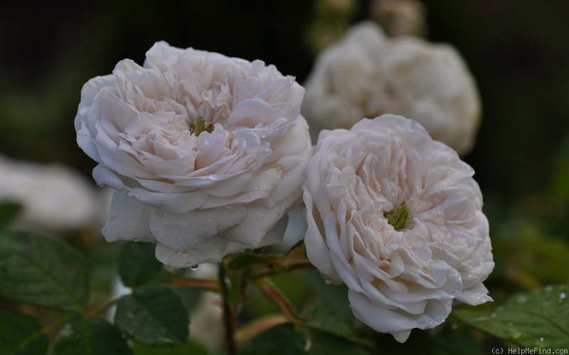 'Comtesse de Lacépède' rose photo