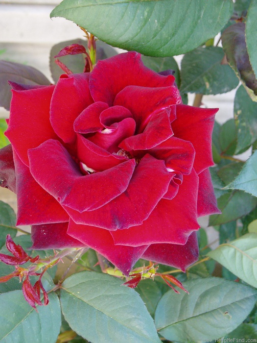 'Grand Château ®' rose photo