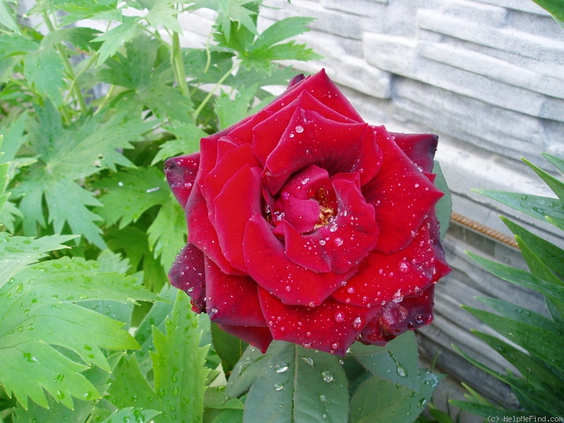 'Grand Château ®' rose photo