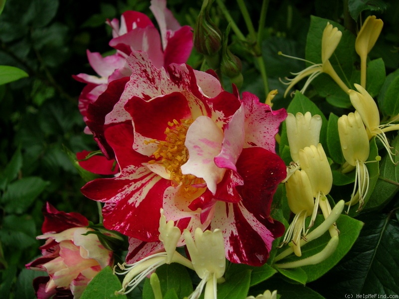 'Fourth of July' rose photo