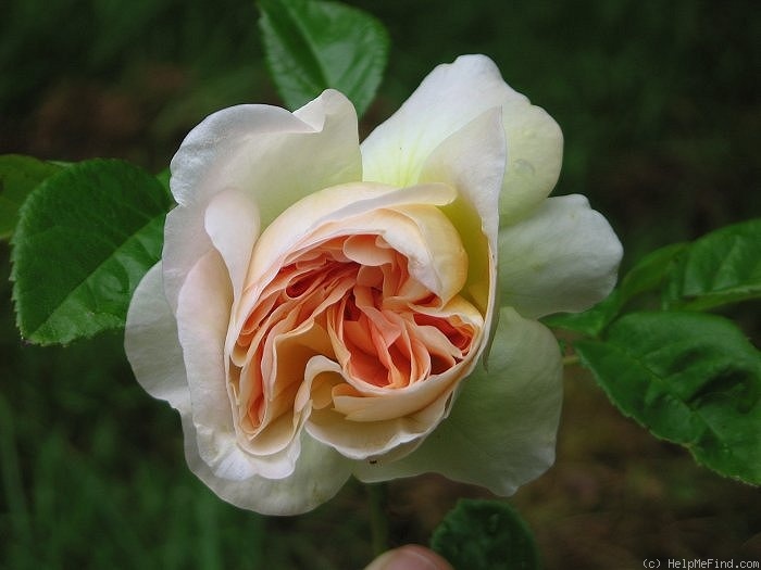 'Marianne (gallica, Barden 2001)' rose photo