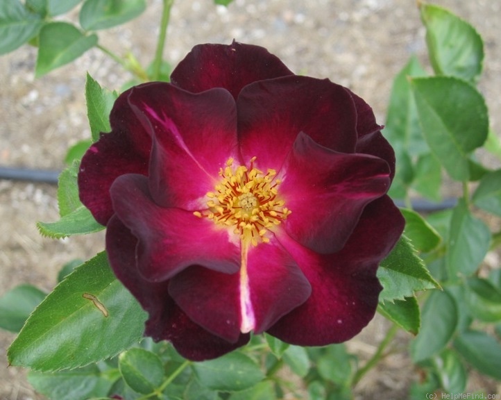 'Route 66' rose photo