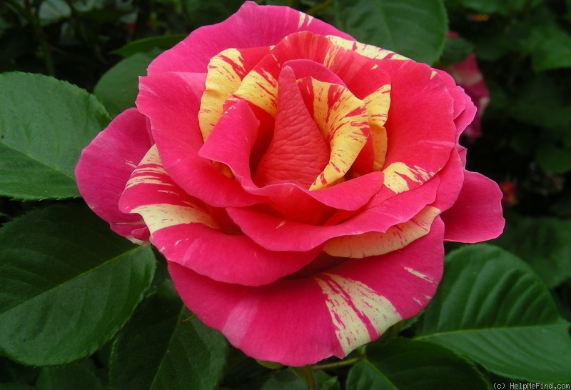 'Candy Land™' rose photo