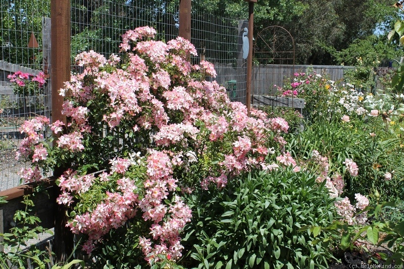 'New Face (shrub, Interplant 1978)' rose photo