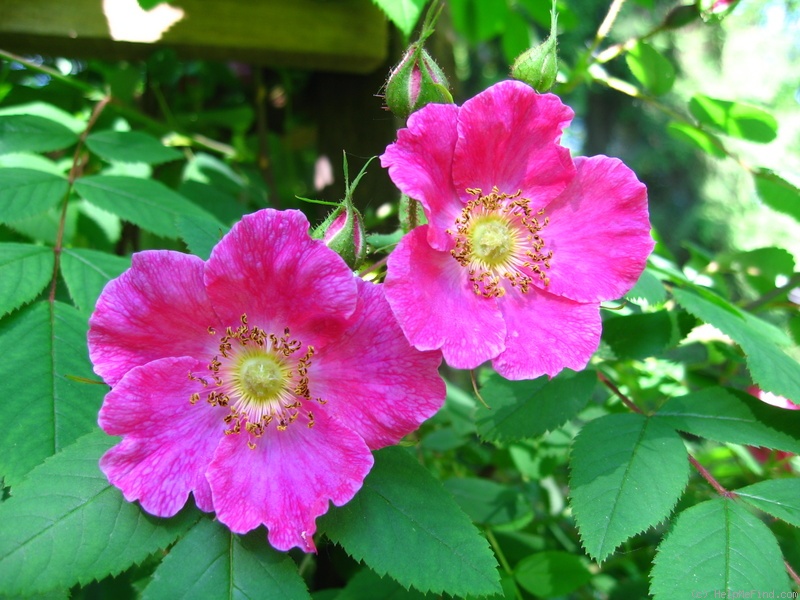 '<i>Rosa macrophylla doncasterii</i>' rose photo