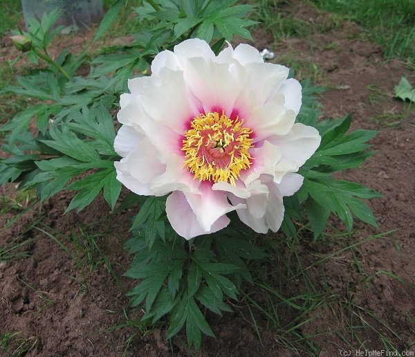 'First Arrival' peony photo