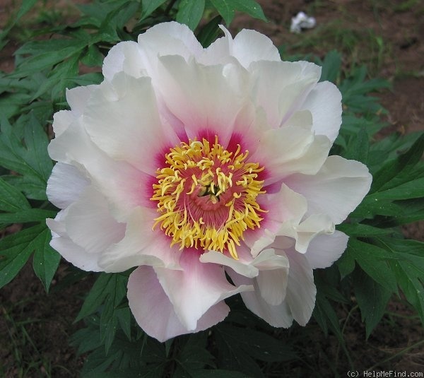 'First Arrival' peony photo