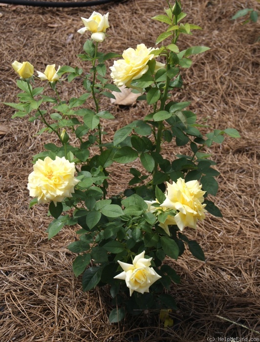 'Madame Marie Curie' rose photo