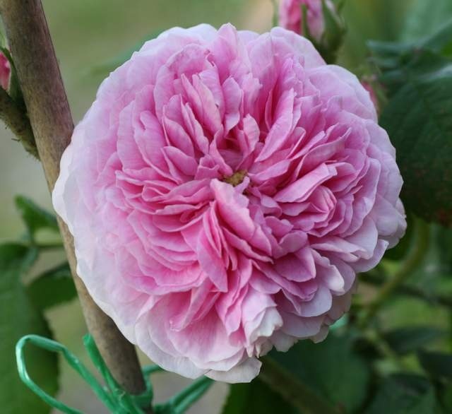 'Belle Sans Flatterie' rose photo