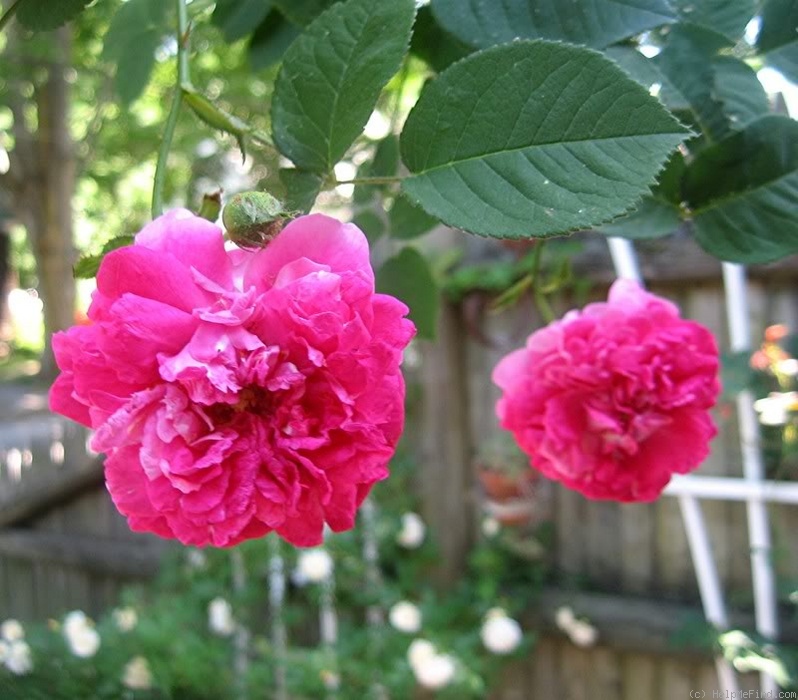 'Prinz Hirzeprinzchen' rose, click to enlarge 'Prinz Hirzeprinzchen' rose photo