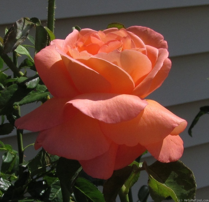 'Voodoo (hybrid tea, Christensen, 1988)' rose photo