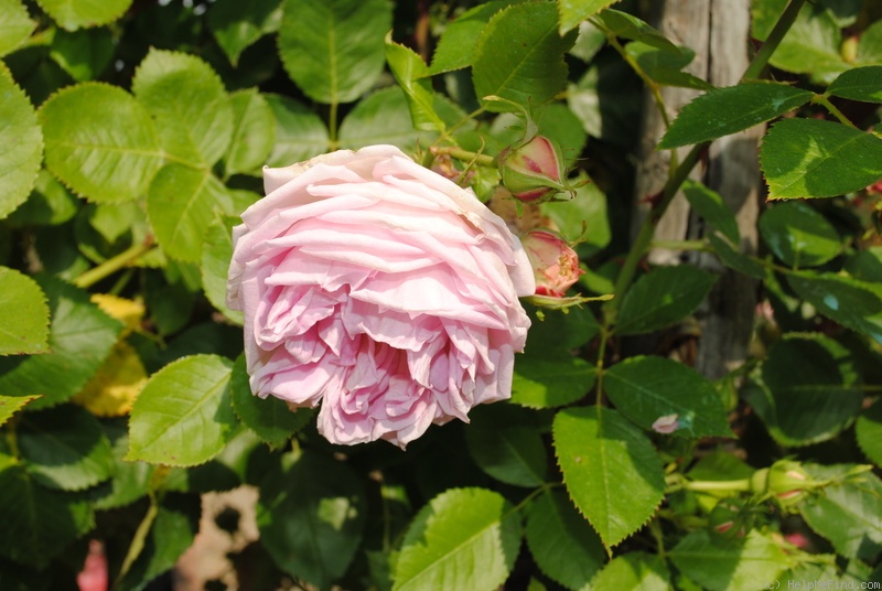 'Walküre (shrub, Geschwind, 1884)' rose photo