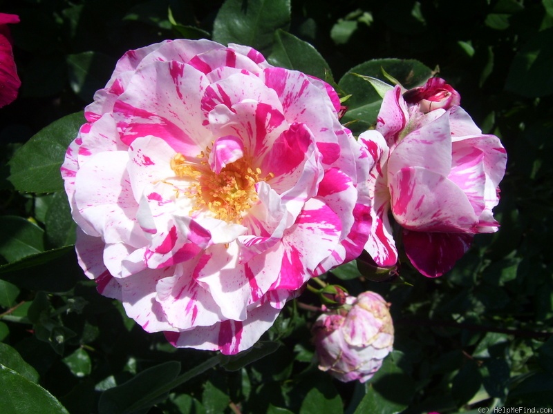 'Renaissance (shrub, Barni, 1989)' rose photo
