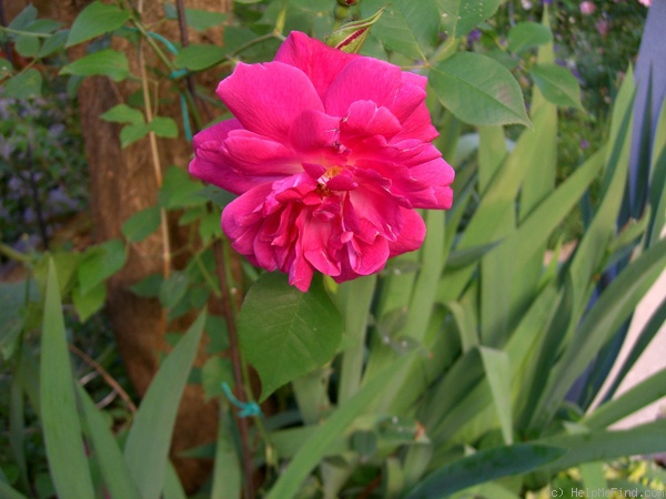 'Marie Nabonnand' rose photo