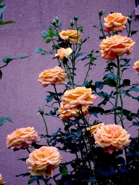 'Amber Flush' rose photo