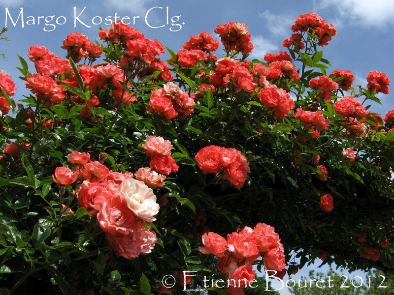 'Margo Koster, Cl.' rose photo