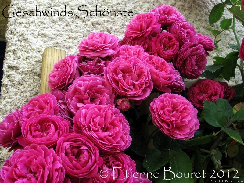 'Geschwinds Schönste' rose photo