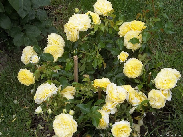 'Solero ® (floribunda, Kordes, 2000/09)' rose photo