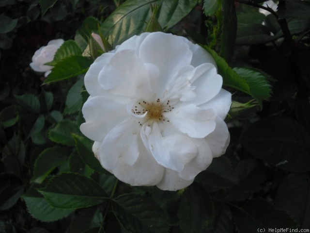 'Vierge Folle ®' rose photo