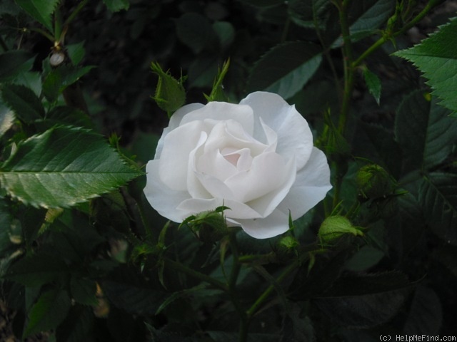 'Vierge Folle ®' rose photo