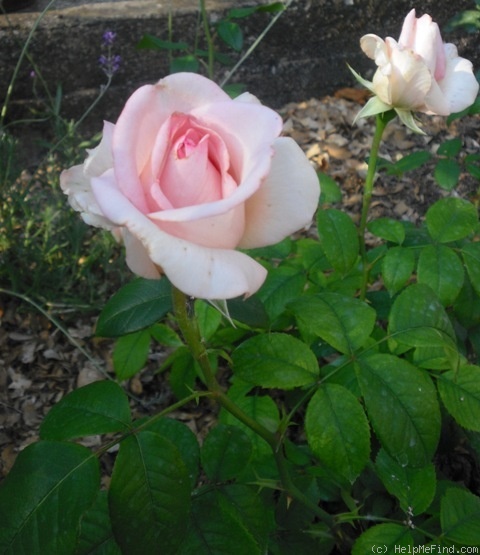 'Flamingo ® (hybrid tea, Kordes, 1979)' rose, click to enlarge 'Flamingo ® (hybrid tea, Kordes, 1979)' rose photo