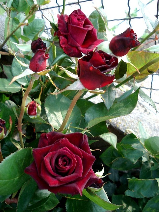 'Black Baccara ™' rose photo