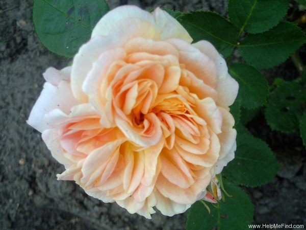 'Alchymist (Rambler, Kordes, 1956)' rose photo