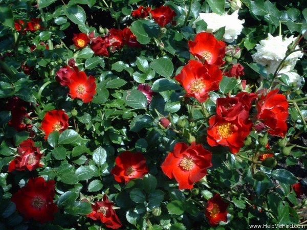 'Suffolk (shrub, Kordes, 1988)' rose photo