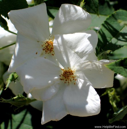 '<i>Rosa brunonii</i> Lindl.' rose photo
