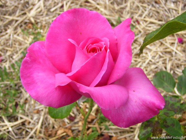 'Caprice de Meilland ®' rose photo