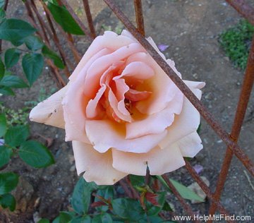 'Royal Sunset' rose photo
