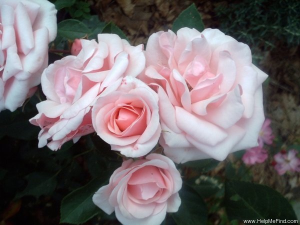 'Royal Bouquet ™ (floribunda, Evers/Tantau, 1986)' rose photo