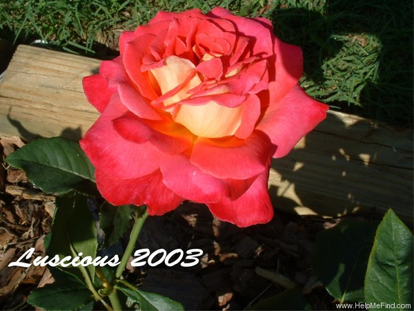 'Luscious (hybrid tea, Perry 2003)' rose photo
